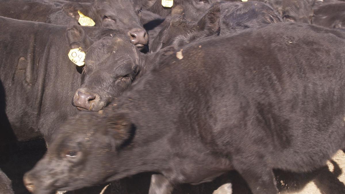 Livestock producers need to plan for lower calf prices this fall